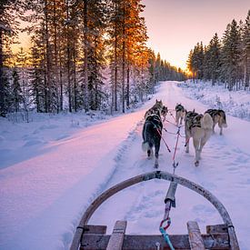 cool sunset during a husky ride by Kevin Pluk