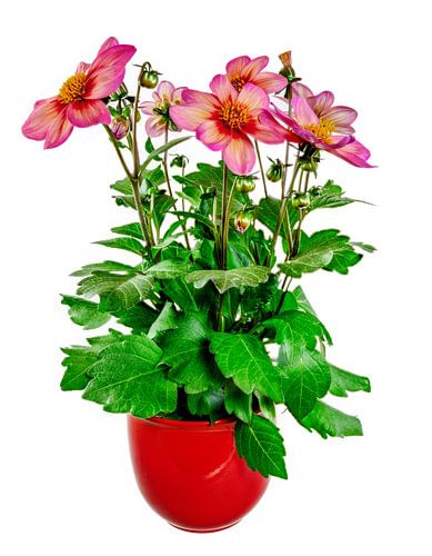 Dahlias roses en fleurs dans un pot de fleurs sur fond blanc