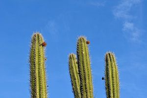 Cactussen Caracasbaai Curaçao van Karel Frielink