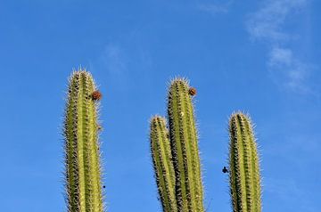 Cacti Caracasbaai Curaçao by Karel Frielink