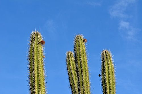 Cactussen Caracasbaai Curaçao