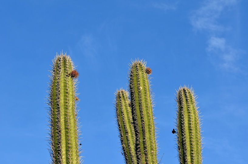 Cacti Caracasbaai Curaçao par Karel Frielink