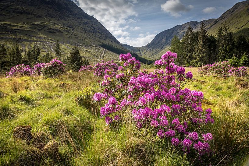 Wilde Rhododendron im Glen Etive von Christian Müringer