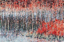Rotes Schilf Nr.1