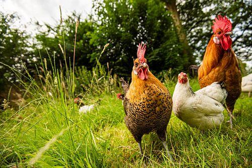 Kippen en Haan in de natuur
