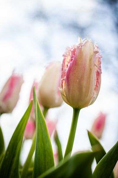 Rosa und weiß blühende Tulpe mit Zacken von Simone Janssen