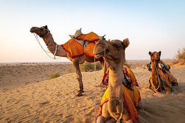 Camels in the Thar desert by Sebastiaan Bergacker