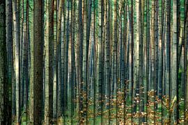 Waldbühne von Kirsten Warner