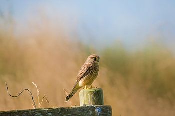 Turmfalke