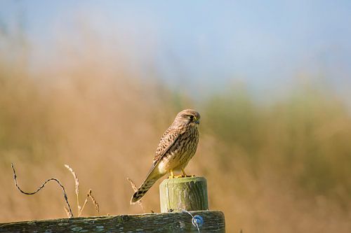 Kestrel