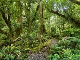 Te Urewera Nationalpark von Rainer Mirau