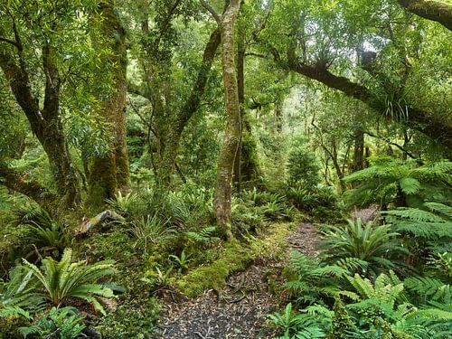 Te Urewera National Park