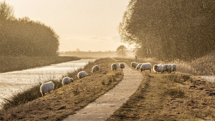 Sheep on the dike by Martzen Fotografie