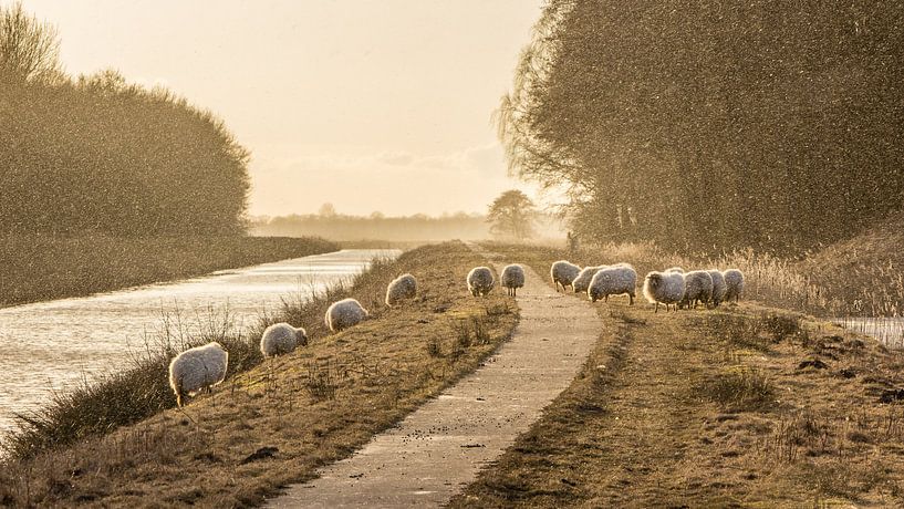 Schapen op de dijk van Martzen Fotografie