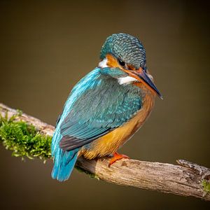 Eisvogelweibchen