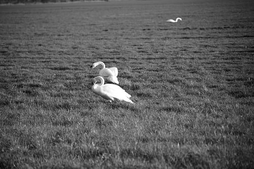 Twee zwanen op een weiland in Emsland
