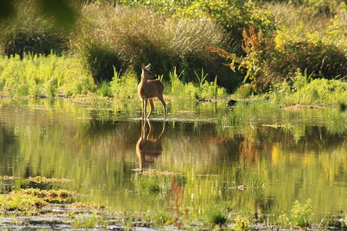 un beau cerf en miroir