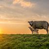 Texels lammetje met moeders van Texel360Fotografie Richard Heerschap