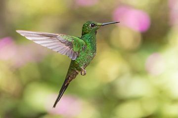 Colibri en vol. sur Tim Link