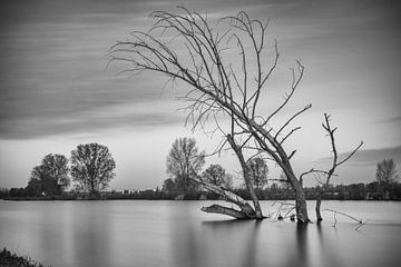 Dead tree in the water by Jan van der Vlies