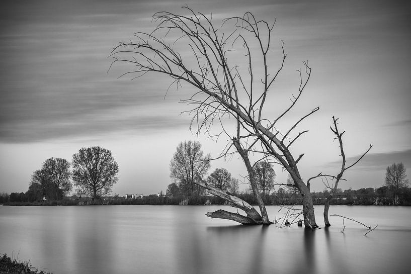 Dode boom in het water par Jan van der Vlies