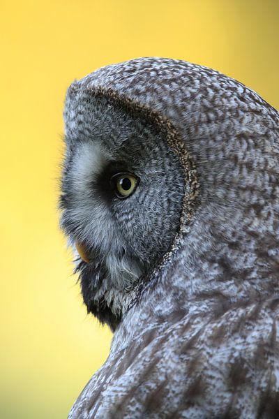Gehoornde Uil Zweden van Frank Fichtmüller