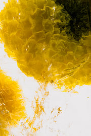 Tagetes in Eis 3 von Marc Heiligenstein