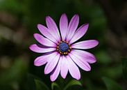 Enkele paarse schoonheid van Tomasz Baranowski thumbnail