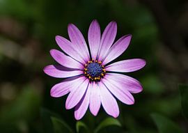 Einzelne violette Schönheit von Tomasz Baranowski