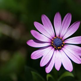 Einzelne violette Schönheit von Tomasz Baranowski