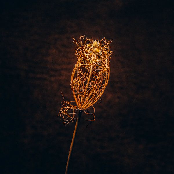 Blühende Blume von Dorieke Haaima