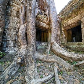 Where roots embrace time by Walter G. Allgöwer