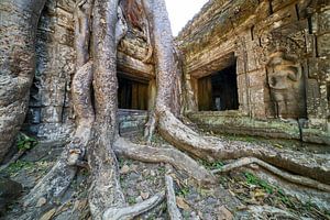 Where roots embrace time