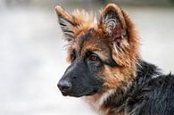Oud Duitse herder pup by Wybrich Warns thumbnail
