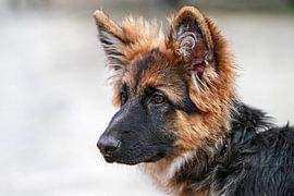 Oud Duitse herder pup by Wybrich Warns