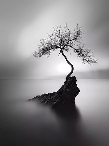 Eenzame boom in het mistige meer