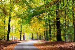 Bosweg in natuurgebied de hoge veluwe van Dennis van de Water