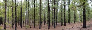 Canarische pijnbomen, Arena Negras, Tenerife van Walter G. Allgöwer