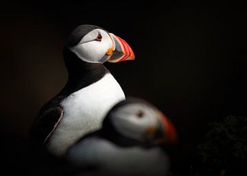 Puffin low key