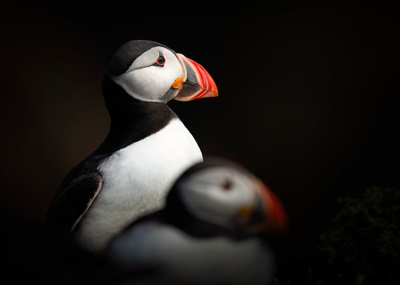 Puffin low key by Elles Rijsdijk