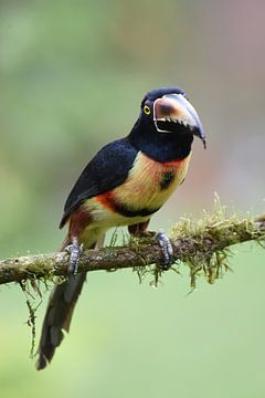 Vögel in Costa Rica: Halsbandarassari (Halsbandarassari) von Rini Kools