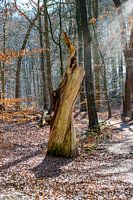 De oude boomstam I