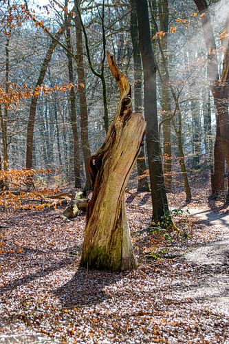 De oude boomstam I