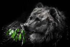 A cute beautiful fluffy bear (female) eats green leaves. Dark, black background by Michael Semenov