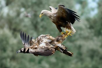 Two sea eagles in flight against a pale green background.