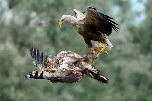 Twee in vlucht spelende zeearenden tegen een zachtgroene achtergrond.
