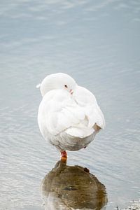Gans auf einem Bein im gespiegelten Wasser ruhend