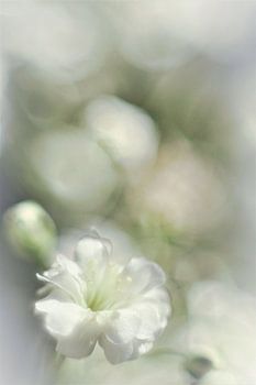 gypsophile