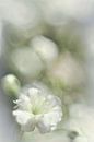 Gypsophila von Nel Bijl Miniaturansicht