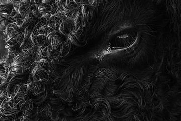 galloway koe van Martzen Fotografie